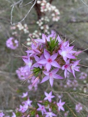 Calytrix