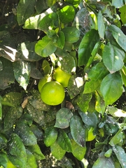 Citrus × aurantium