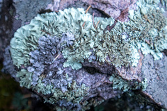 Xanthoparmelia cumberlandia