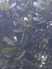 Magnolia pallescens