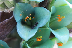 Puya alpestris