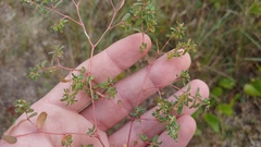 Euphorbia glyptosperma