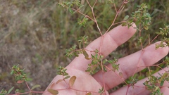 Euphorbia glyptosperma