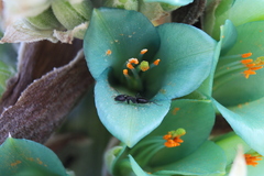 Puya alpestris