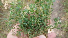 Polygonum buxiforme