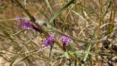 Liatris ligulistylis