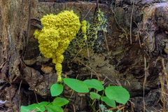 Fuligo septica
