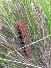 Ormiscodes cinnamomea