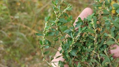 Polygonum buxiforme