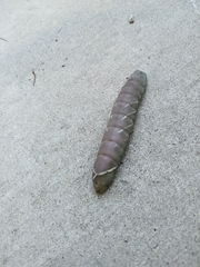 Pachysphinx occidentalis