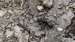 Camponotus