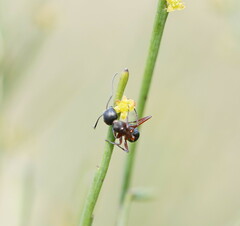 Camponotus innexus