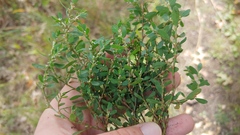 Polygonum buxiforme