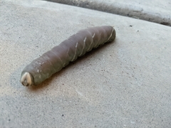 Pachysphinx occidentalis