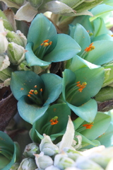 Puya alpestris