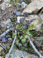 Romanzoffia sitchensis