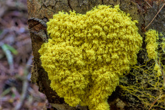 Fuligo septica
