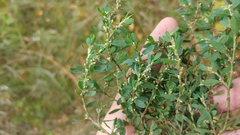 Polygonum buxiforme