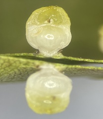 Caryomyia flaticrustum