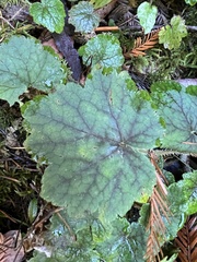 Heuchera micrantha