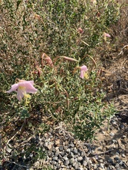 Oenothera pallida