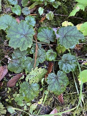 Heuchera micrantha
