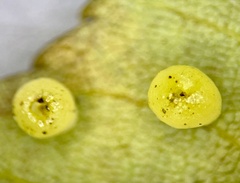 Caryomyia flaticrustum