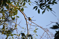 Cassiculus melanicterus