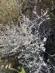Eriogonum niveum