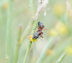 Camponotus innexus