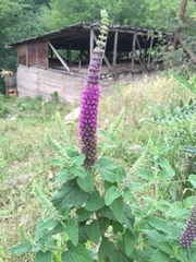 Teucrium hircanicum
