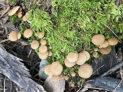 Simocybe centunculus