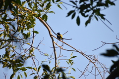 Cassiculus melanicterus