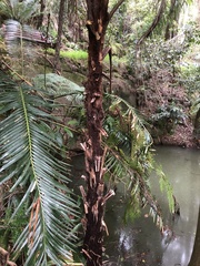 Cyathea cooperi