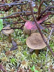 Cantharellula umbonata