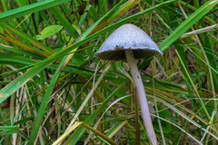 Panaeolus papilionaceus