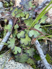 Romanzoffia sitchensis