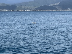 Chroicocephalus novaehollandiae scopulinus