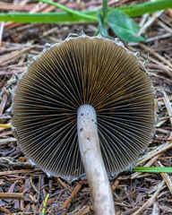 Panaeolus papilionaceus