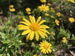 Euryops