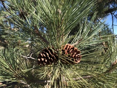 Pinus jeffreyi