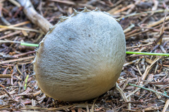 Panaeolus papilionaceus