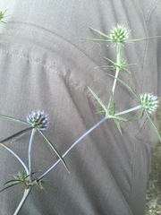 Eryngium caeruleum