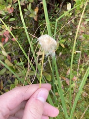 Eriophorum virginicum