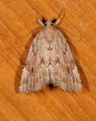 Cutina albopunctella