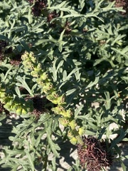 Ambrosia chamissonis