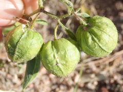 Physalis pumila hispida