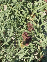 Ambrosia chamissonis