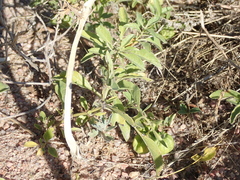 Physalis pumila hispida