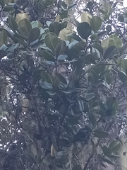 Magnolia pallescens